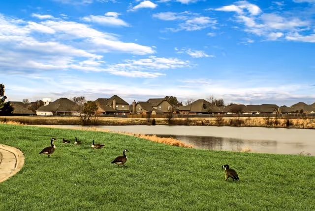 Green lawn beside a pond with geese and suburban houses in the distance
