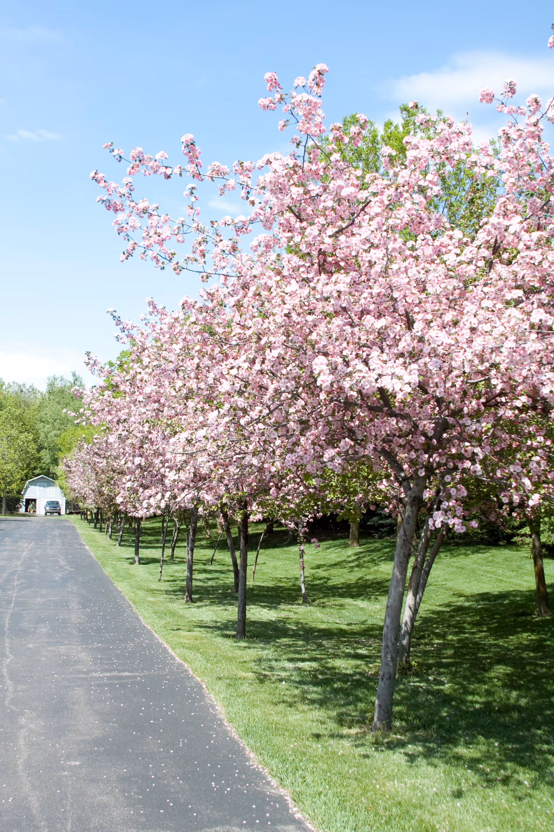 Driveway lined with pink blossoming trees along a grassy lawn under a blue sky