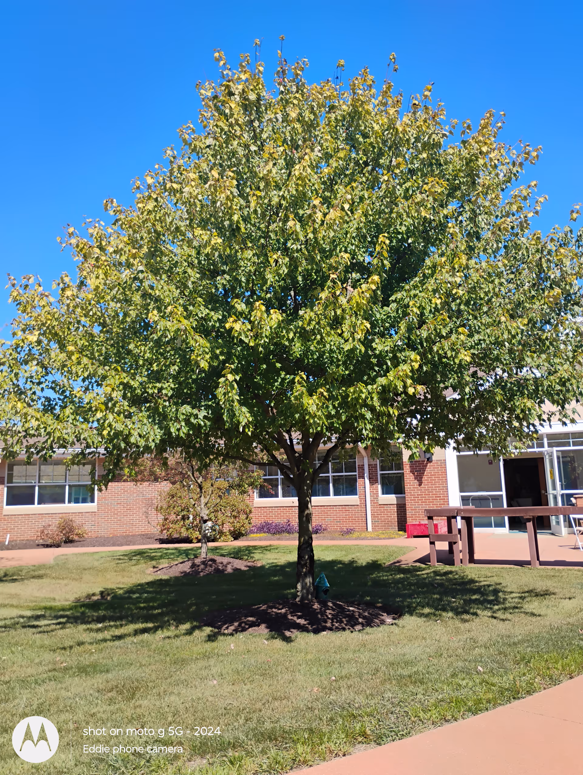 Large tree shading a grassy courtyard outside a brick senior living facility.