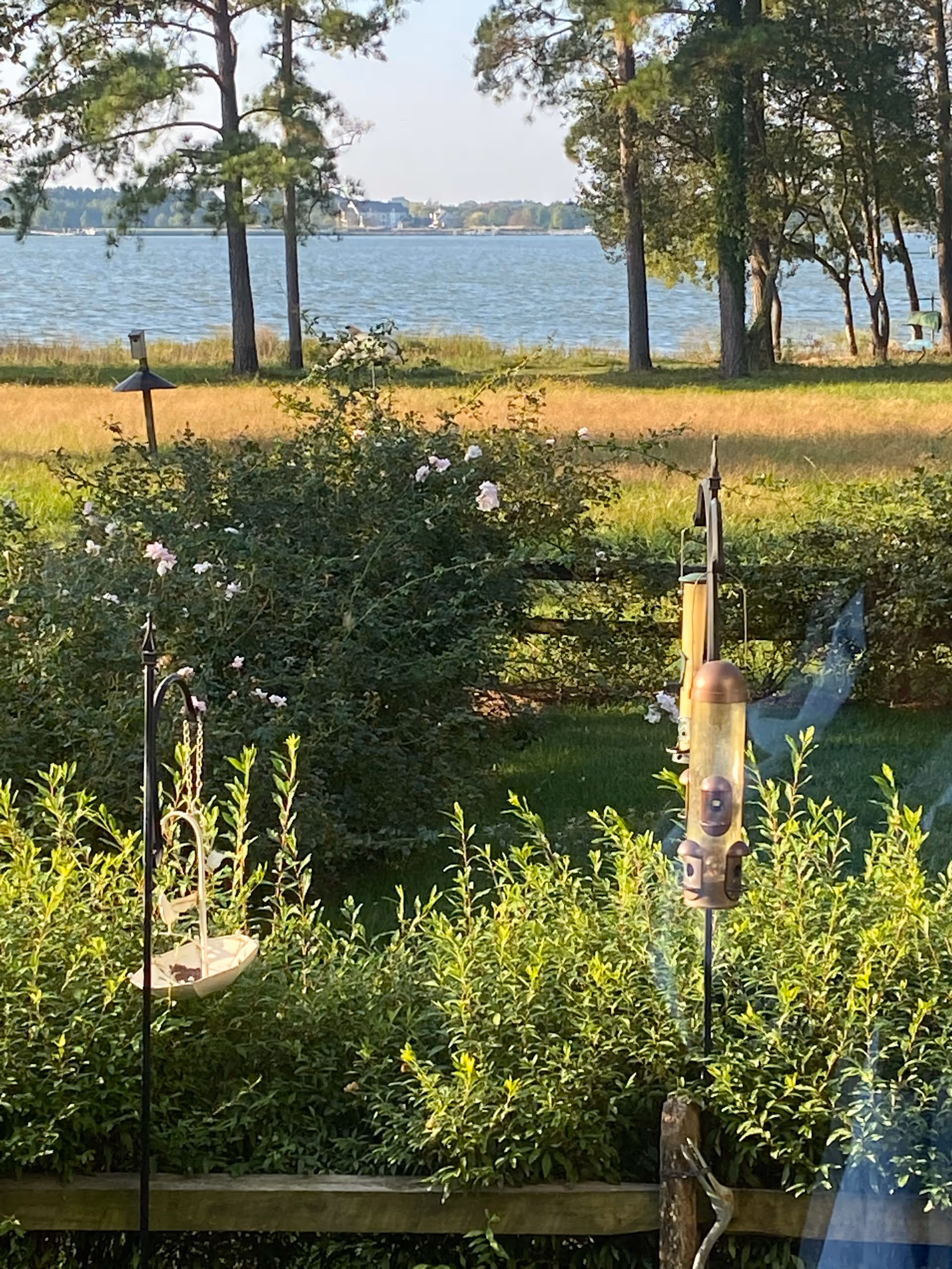 Lake view beyond a garden with trees and bird feeders at Special Home 2.