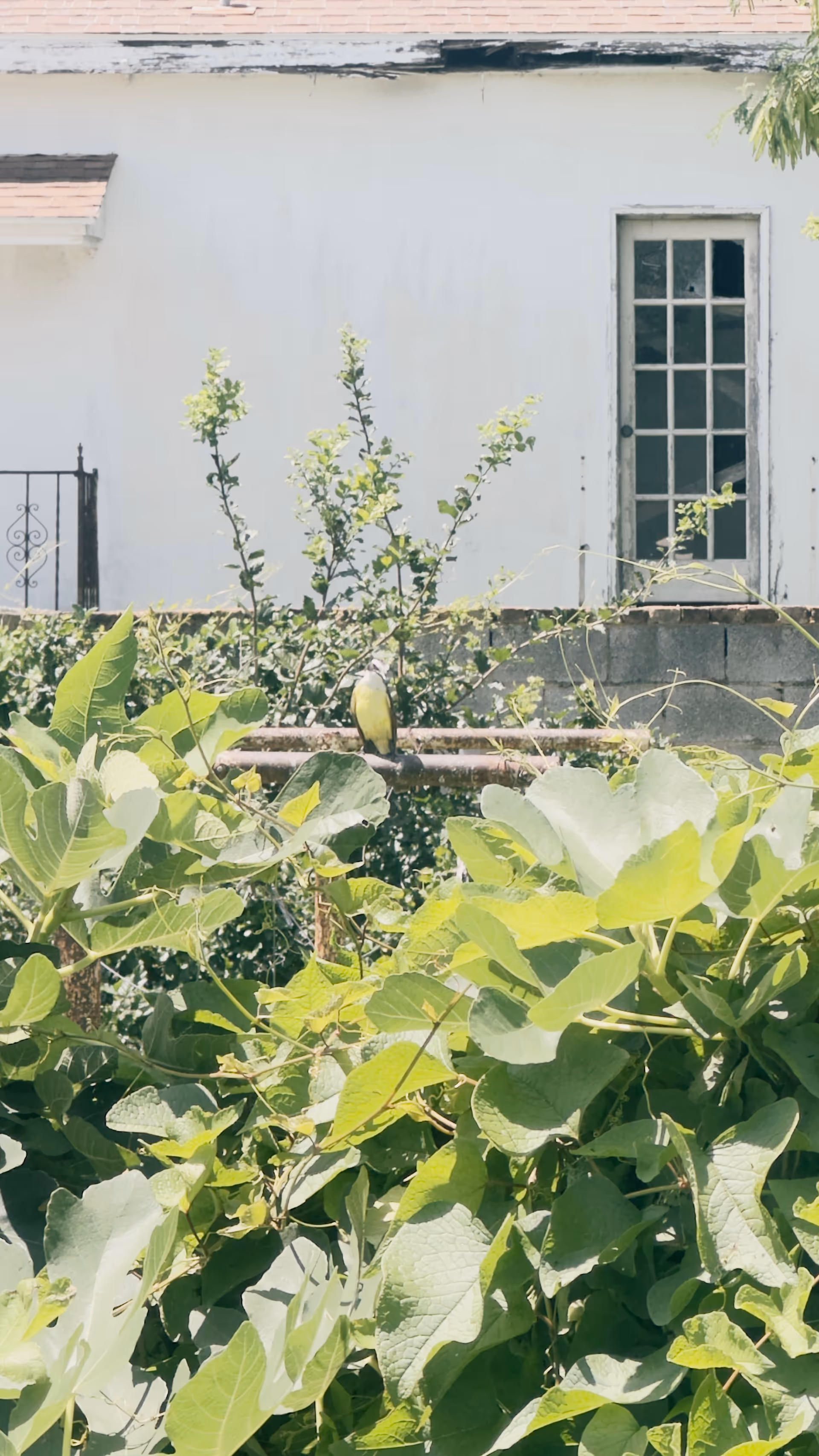 White exterior wall with a glass-pane door and green leafy plants in foreground.