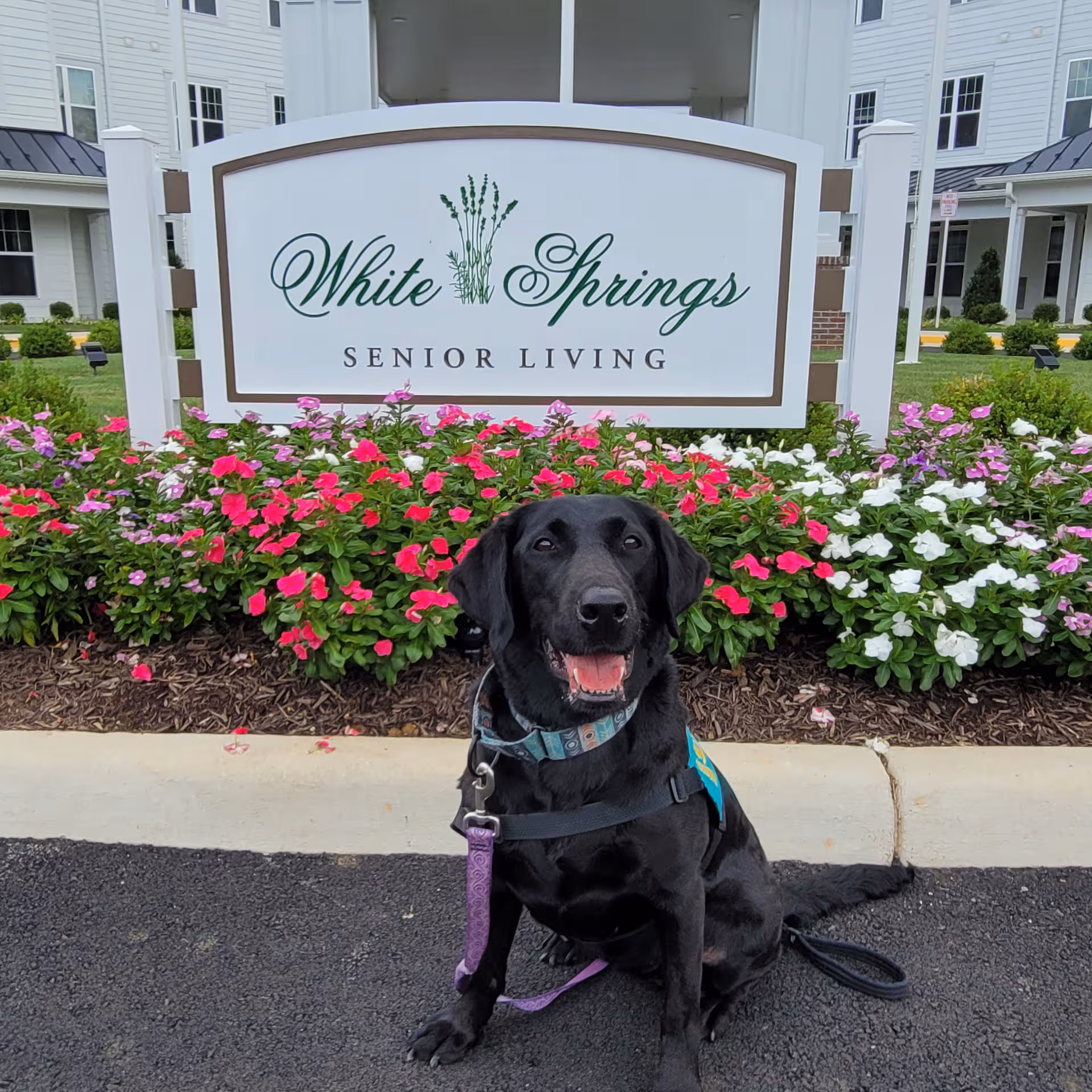 Front view of White Springs Senior Living sign with colorful flowers and a dog.