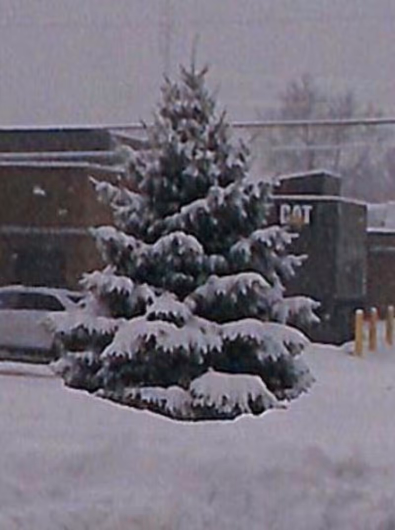 Snow-covered evergreen tree in foreground with building exterior and a parked car behind.