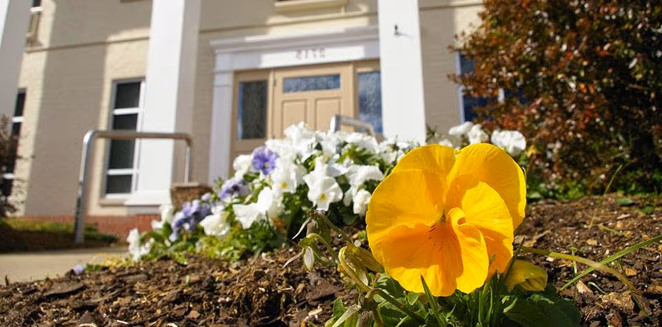 Close-up of a yellow pansy and other flowers in a garden bed in front of a building entrance with doors and handrails.