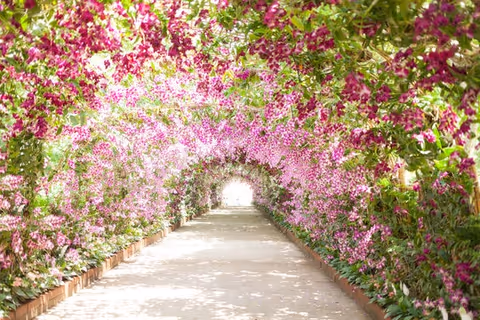 A sunlit garden walkway lined with pink flowering vines forming an archway.
