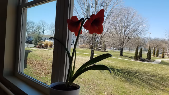 A red amaryllis flower in a white pot placed on a windowsill, with a view outside showing a grassy area, leafless trees, a sidewalk, and a clear blue sky.