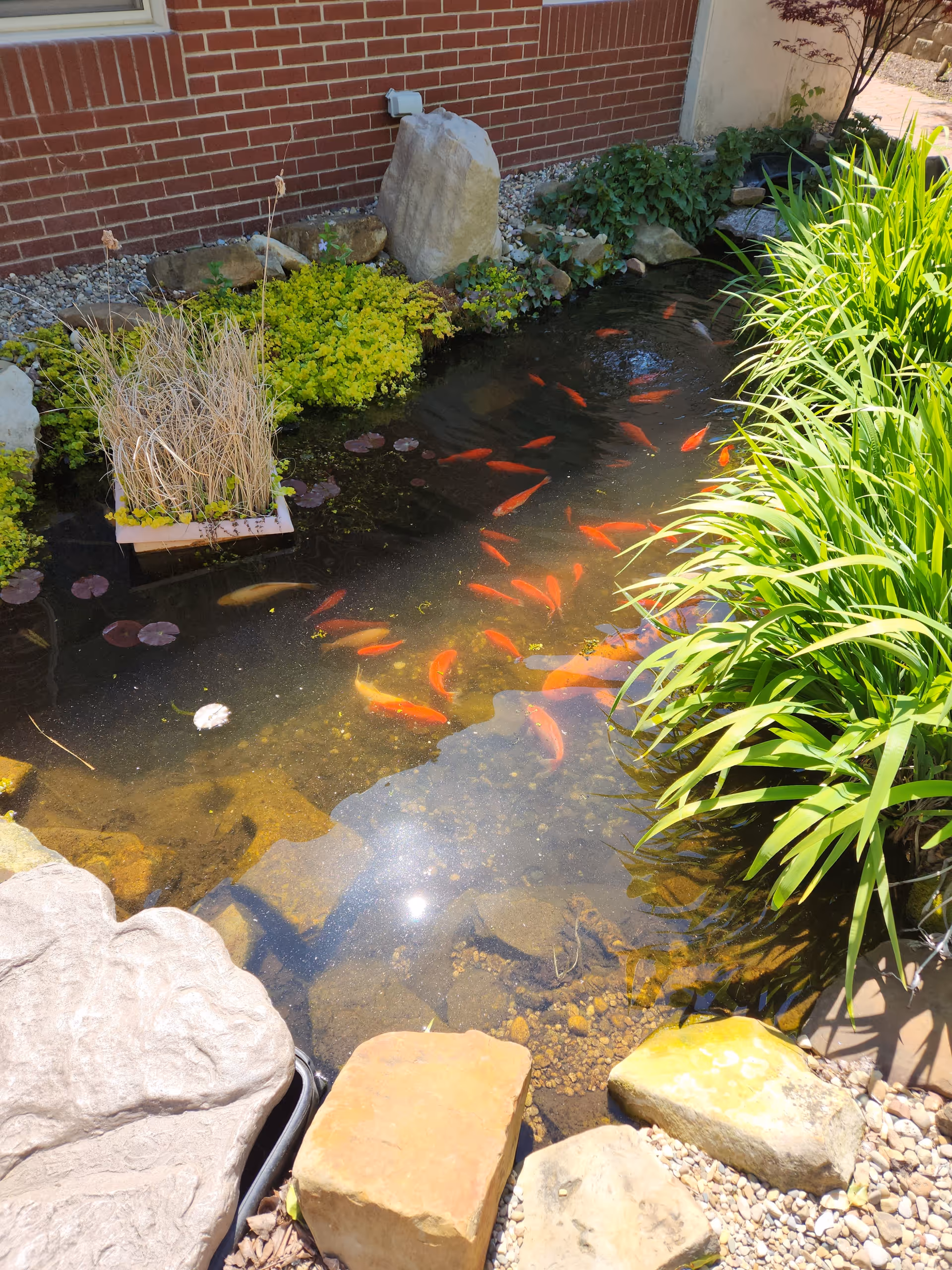 Koi pond with orange fish beside a brick building and rocks.