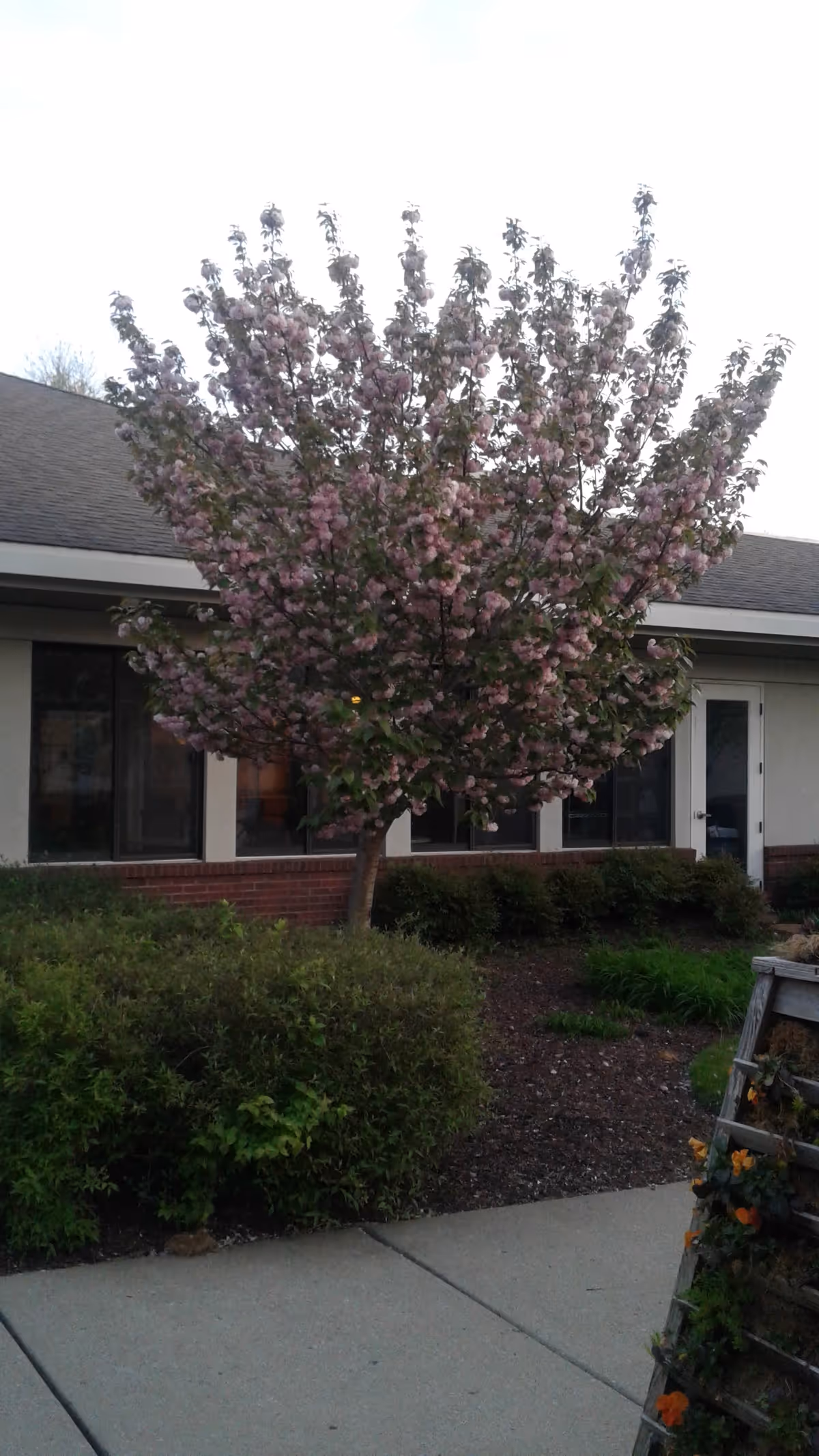 Blossoming tree in front of Alive Hospice Main Office building exterior.