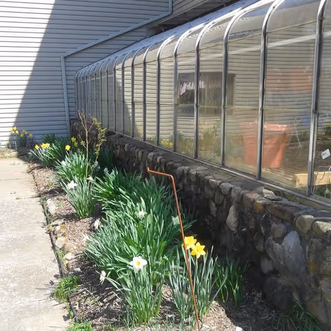 Exterior view of an assisted-living facility showing a glass greenhouse and daffodils along a walkway.