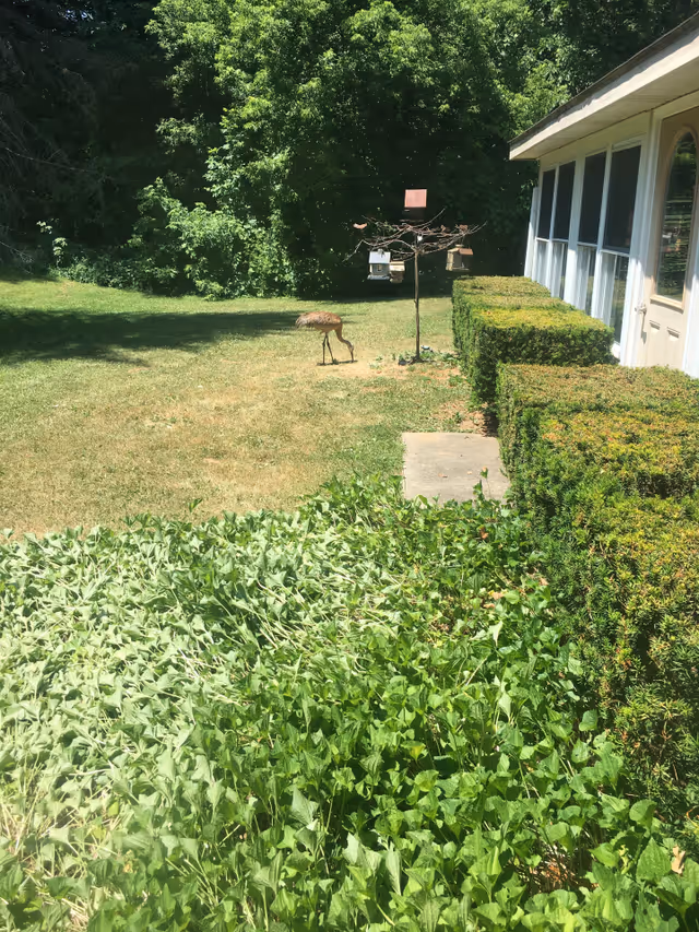 A grassy outdoor area next to a building with large windows and trimmed hedges. There is a bird feeder stand with multiple feeders and a bird standing on the grass nearby. Trees and dense greenery are visible in the background.