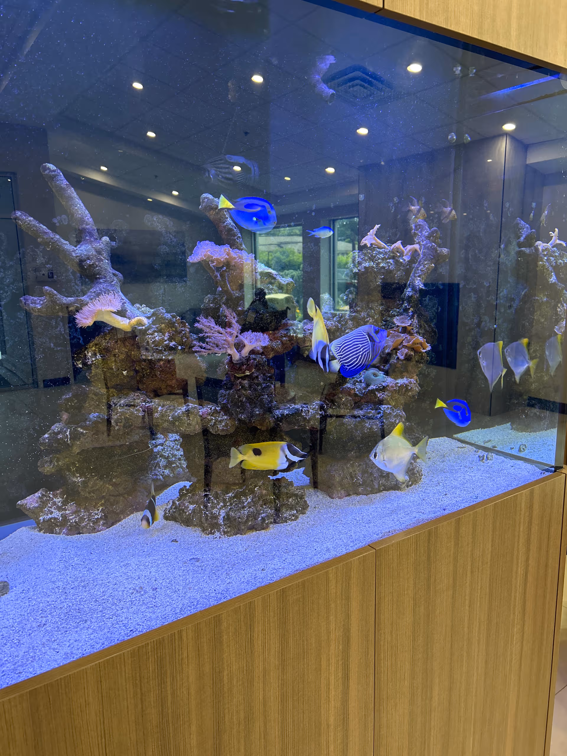 Large aquarium built into a wood-paneled interior with colorful tropical fish.