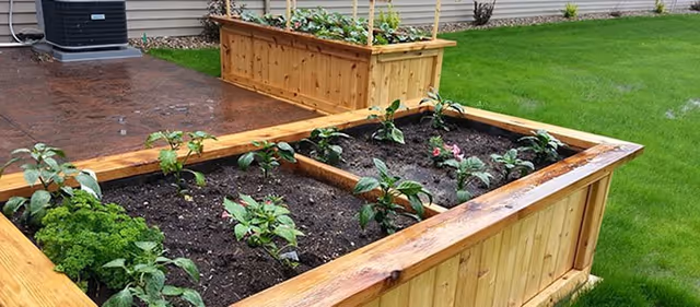 Wooden raised garden beds with young plants beside a building and green lawn.