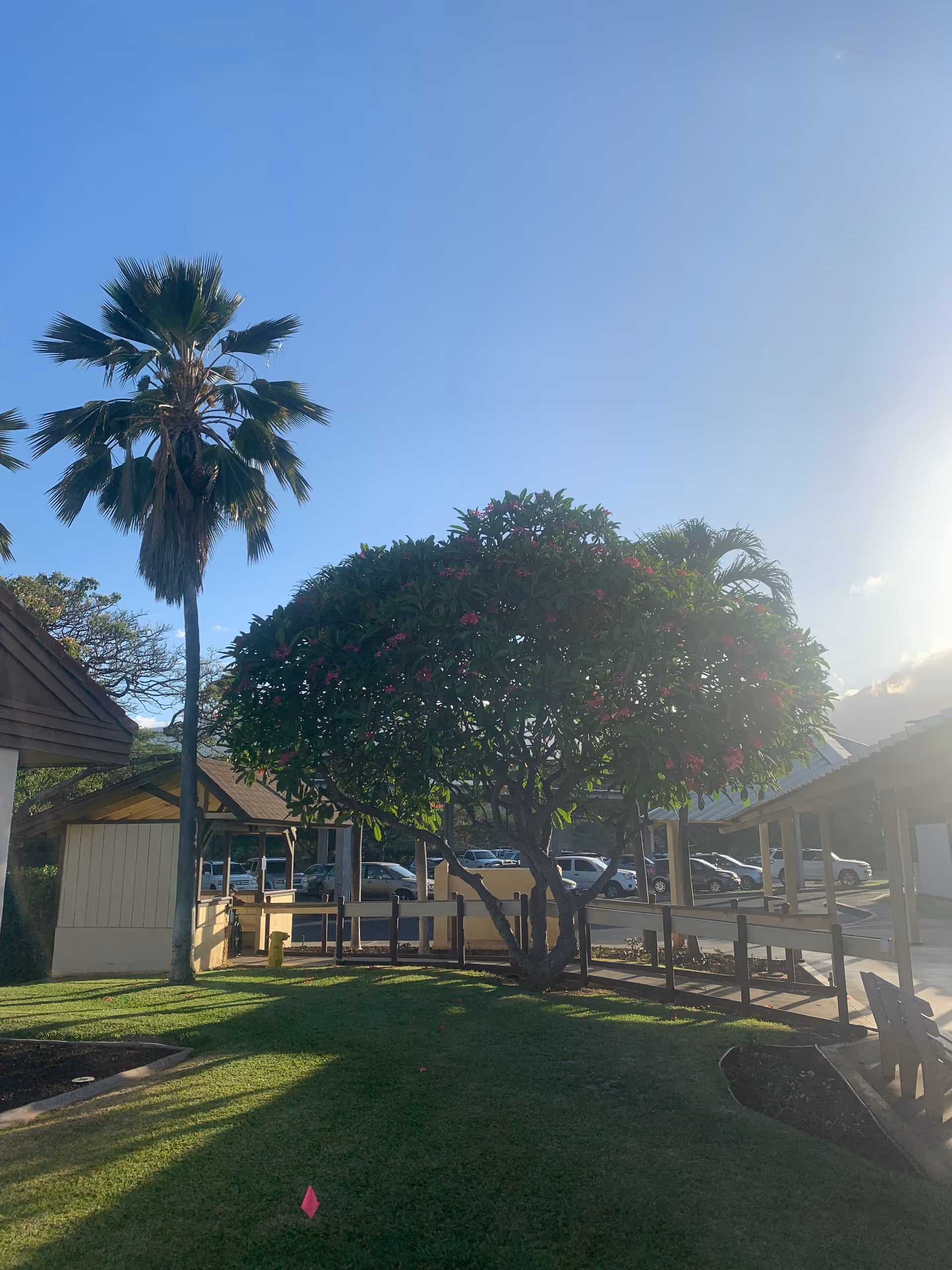 Sunny outdoor courtyard at Hale Makua Health Services with trees, lawn, and building walkways.