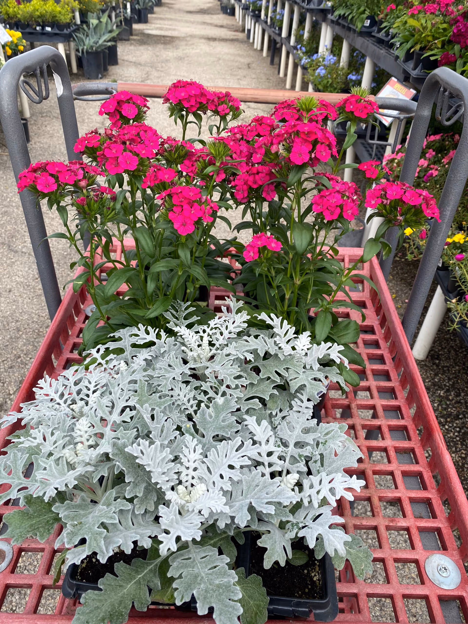 Red plant cart outdoors displays pink flowers and silvery dusty miller foliage among nursery rows.