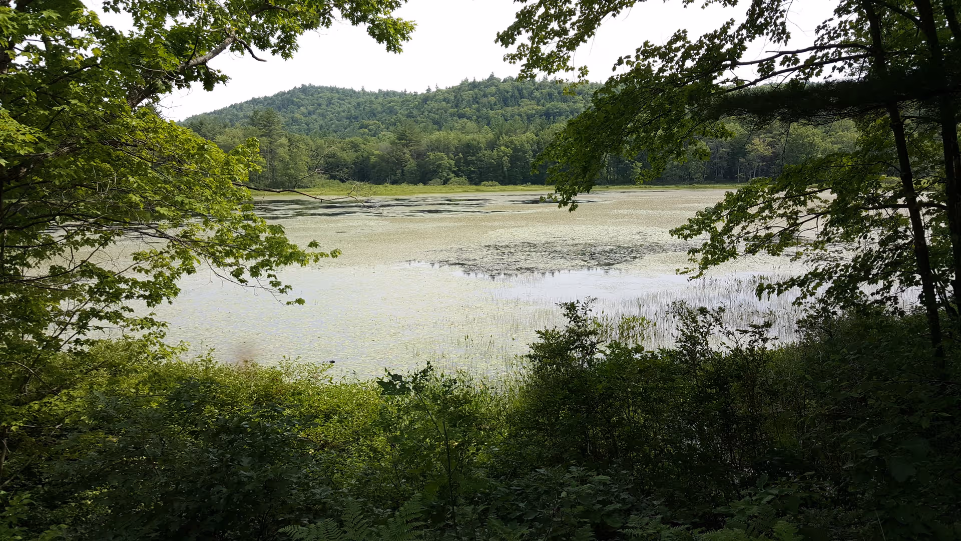 A peaceful lake framed by lush trees and distant hills.