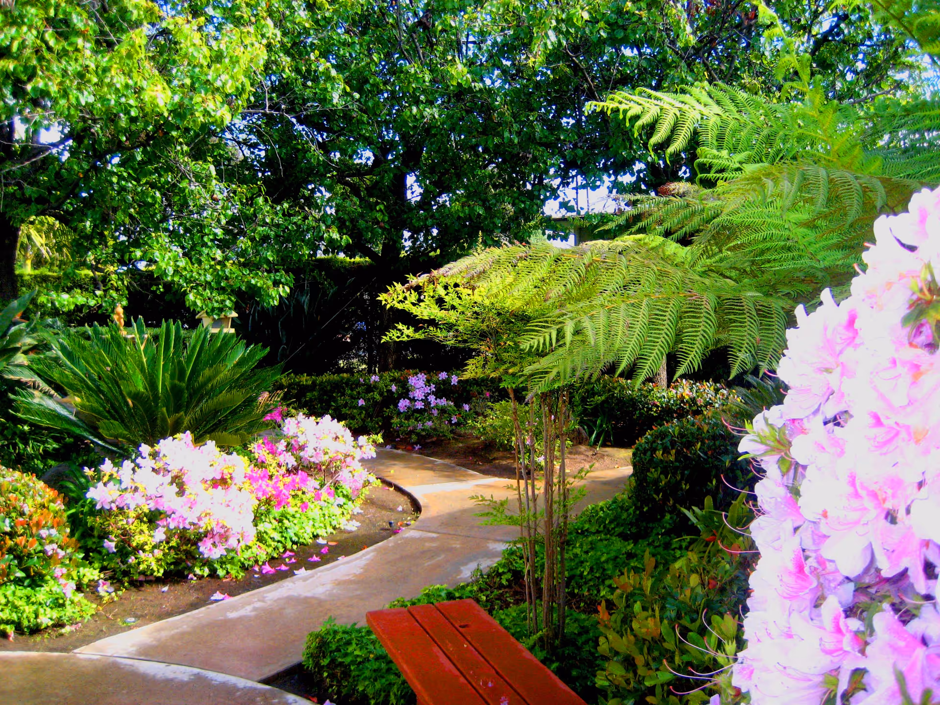Sunlit garden path winding through lush greenery and blossoms, with a red bench.