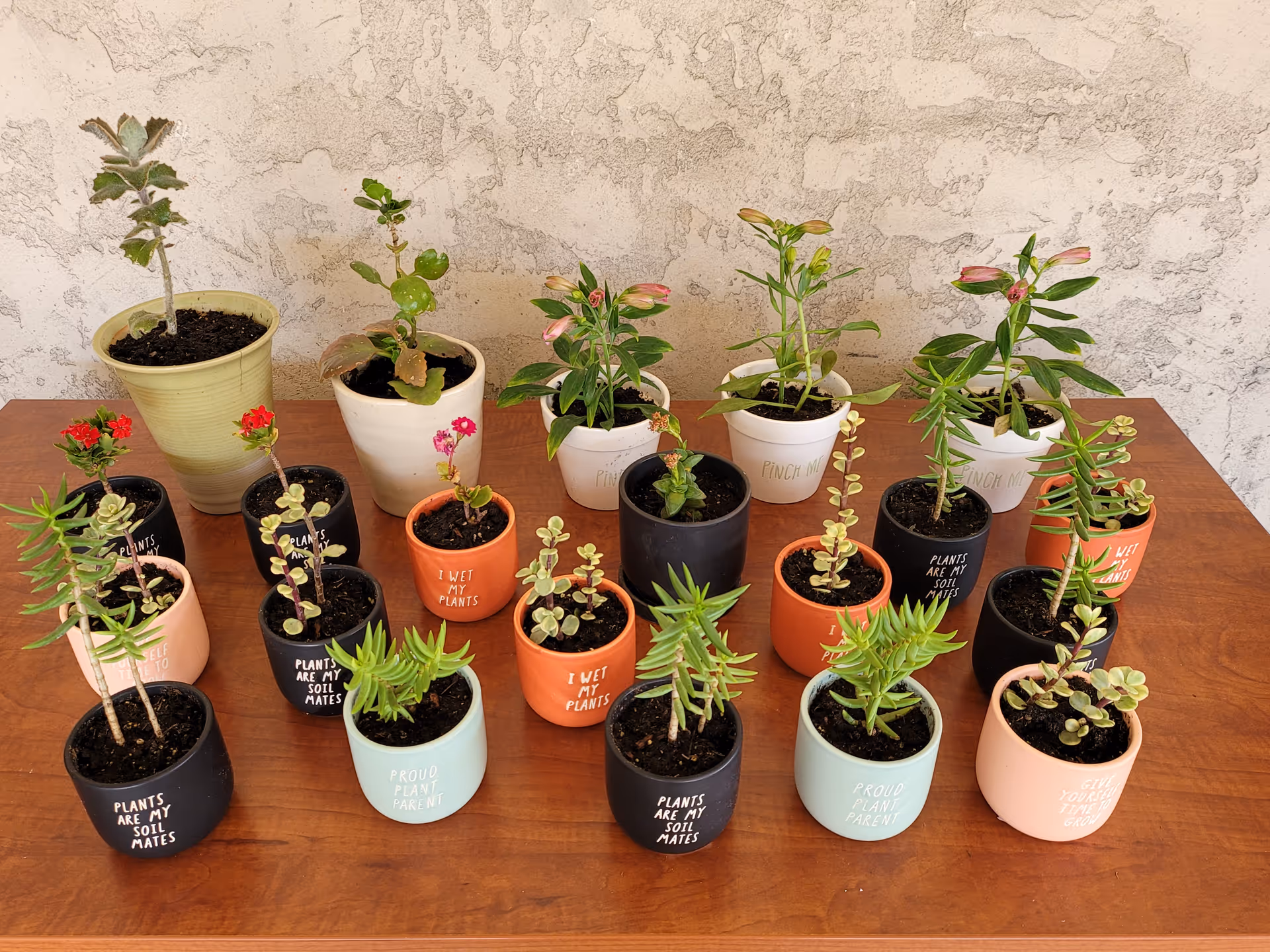 Row of colorful potted plants arranged on a wooden table against a textured wall