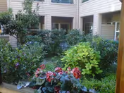 Exterior courtyard with flowering plants and shrubs beside a light-colored building