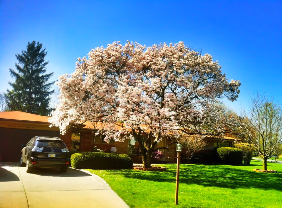 Front yard with a single-story house, a large flowering tree, a parked car in the driveway, and a green lawn under a blue sky.