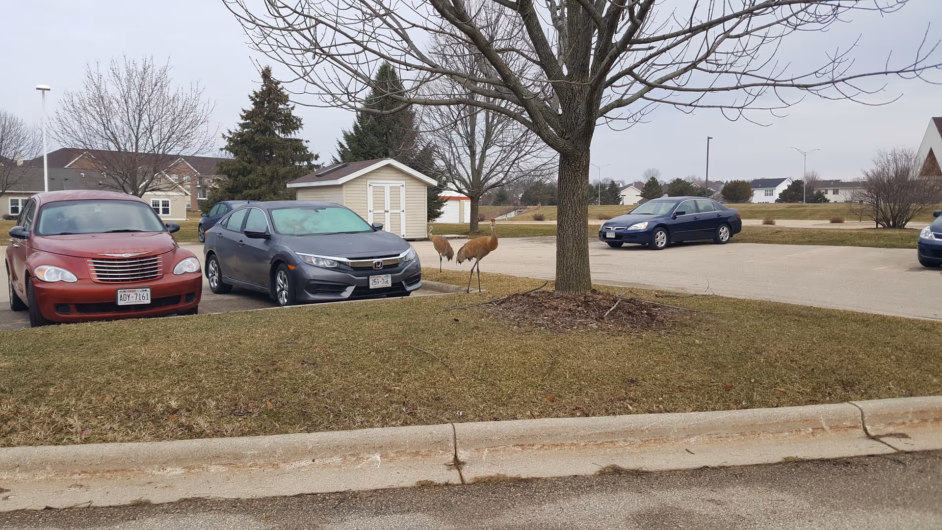 A parking lot area with several parked cars and a small tree in the center. Two sandhill cranes are standing near the tree on a grassy patch. In the background, there are houses and a small shed, with leafless trees indicating a late fall or winter season.
