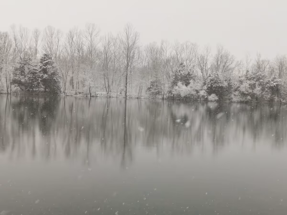 Snow-covered trees line a calm lake under a pale, wintry sky.
