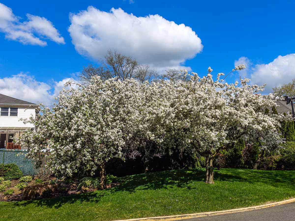 Two flowering trees with white blossoms in front of a building under blue sky.