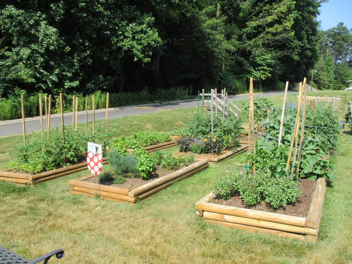 Several raised garden beds with various green plants and vegetables growing, supported by wooden stakes, situated on a grassy area near a paved path and surrounded by trees.