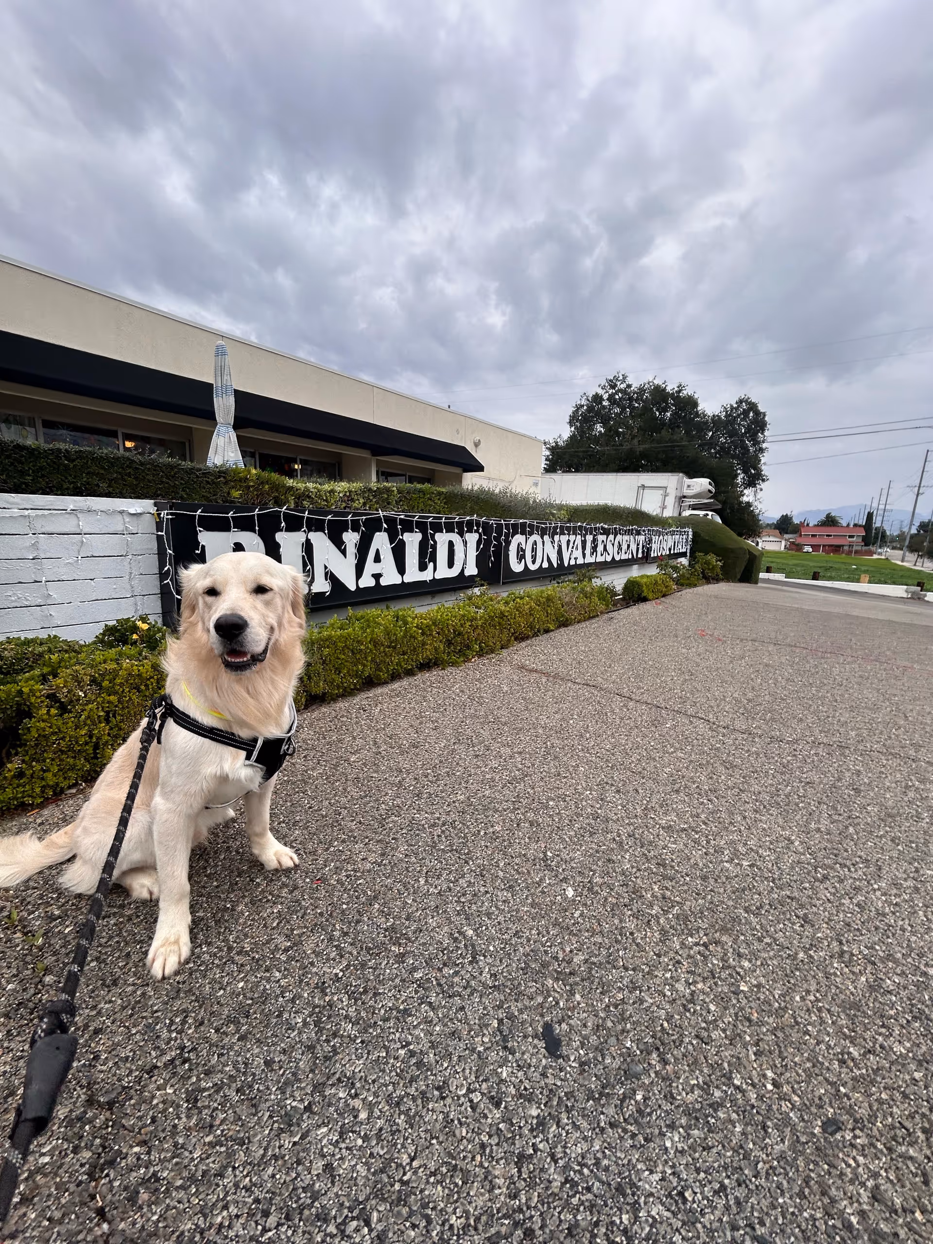 Golden retriever on leash sits outside Rinaldi Convalescent Hospital sign on the building exterior.