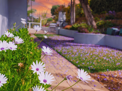 Sunny outdoor garden with purple flowers and a paved path beside a building