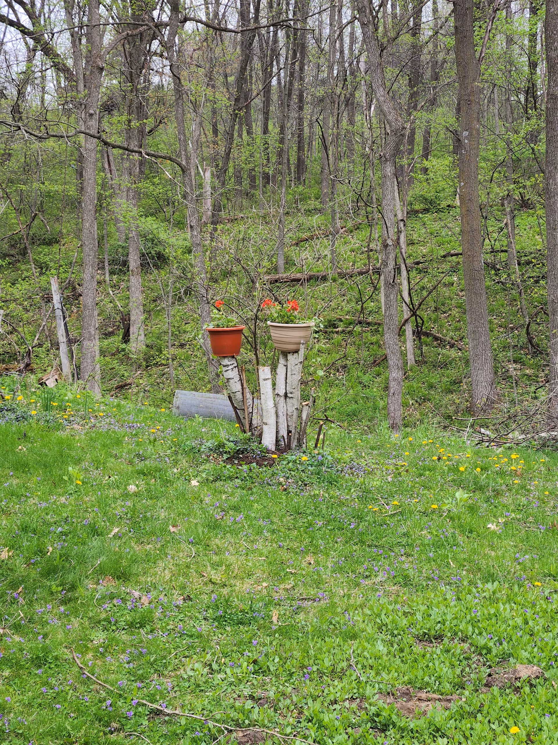 Outdoor wooded area with two flower pots perched on split tree stumps