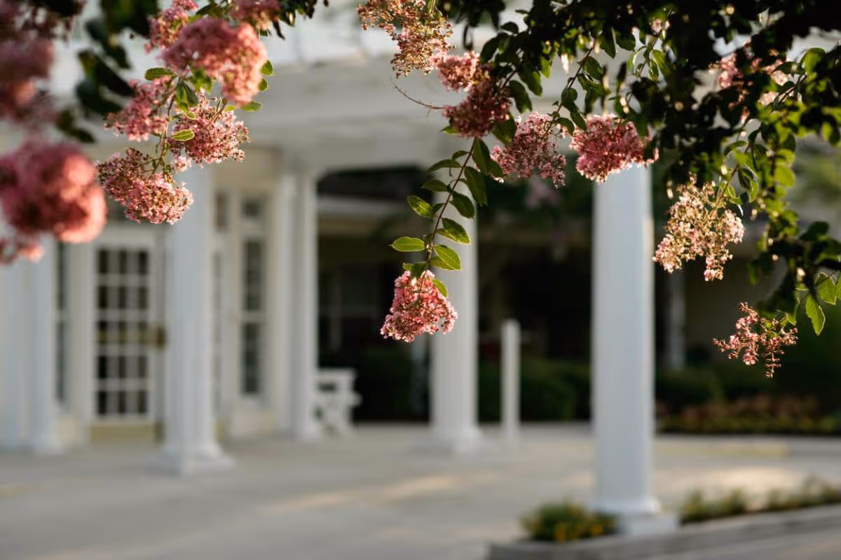 Pink flowering branches in the foreground with a white-columned building entrance blurred in the background.