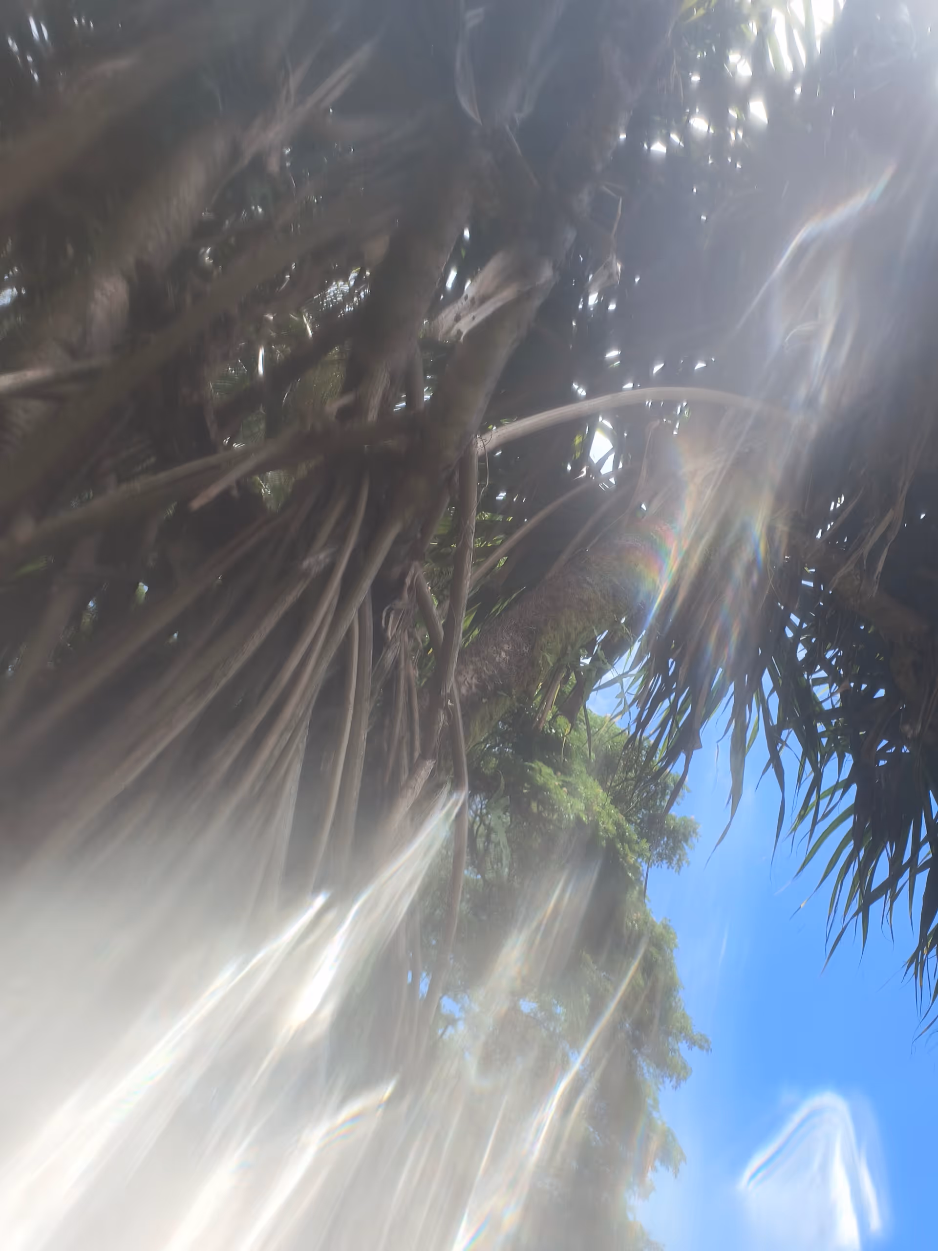 Overexposed outdoor scene with palm tree branches, sunlight, and a bright blue sky.