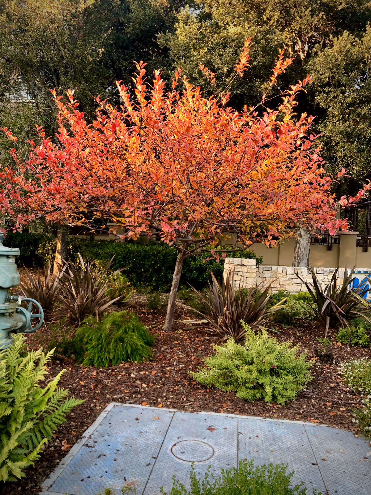 Colorful autumn tree and surrounding landscaping in an exterior outdoor area.