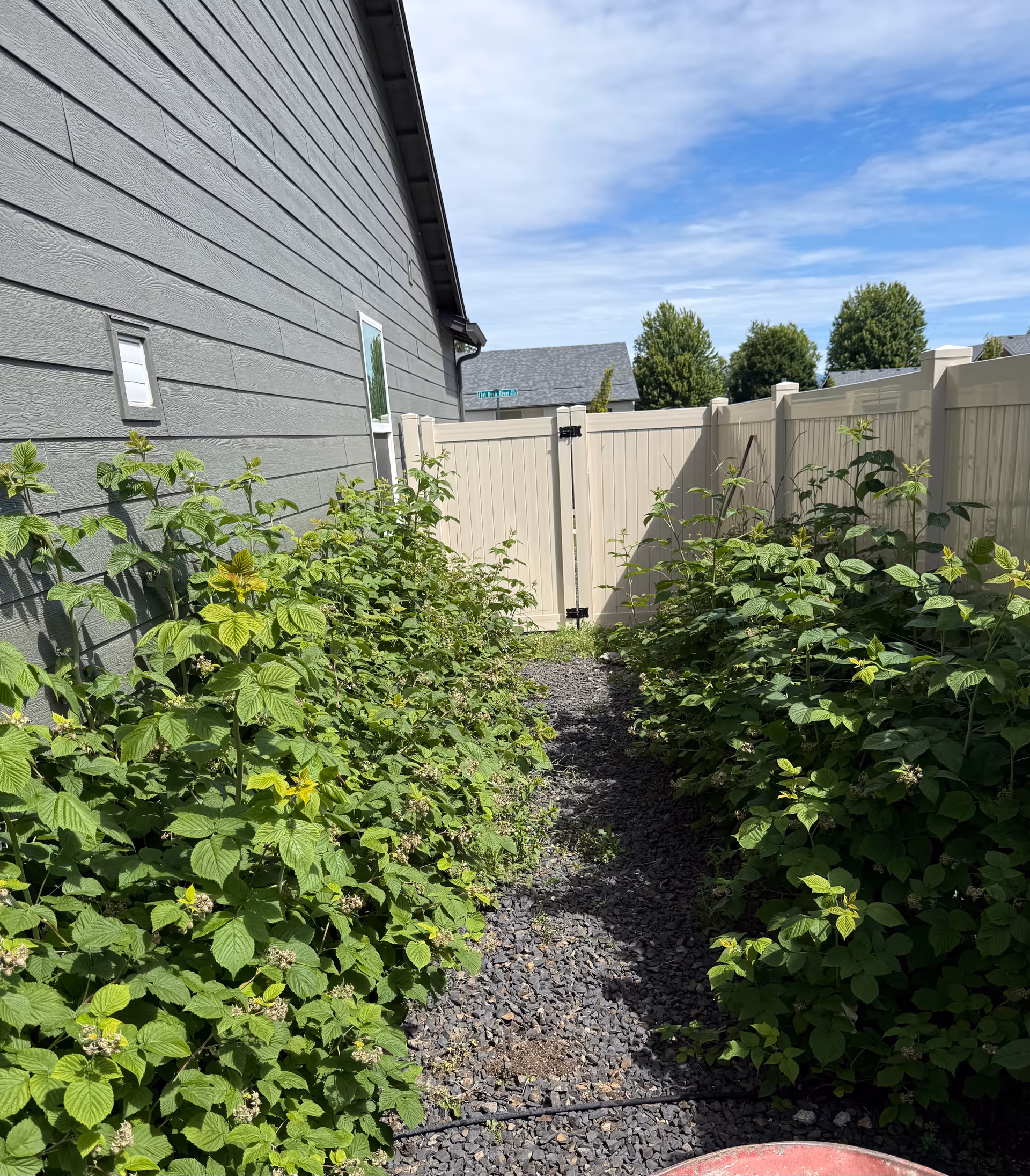 Side exterior of a house with gravel walkway and dense green shrubs beside a fence.
