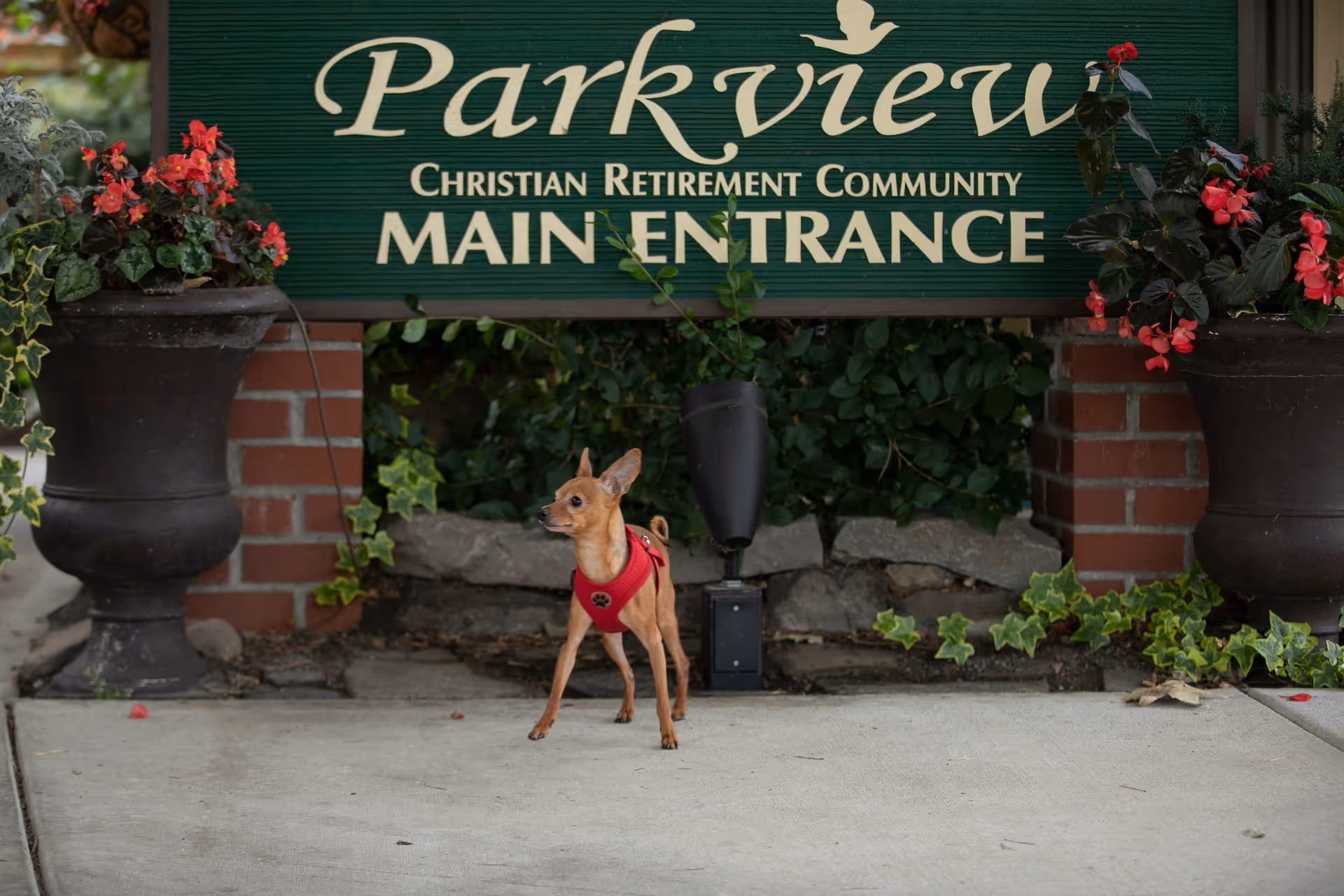A small dog in a red harness stands in front of a Parkview Christian Retirement Community main entrance sign between flower planters.