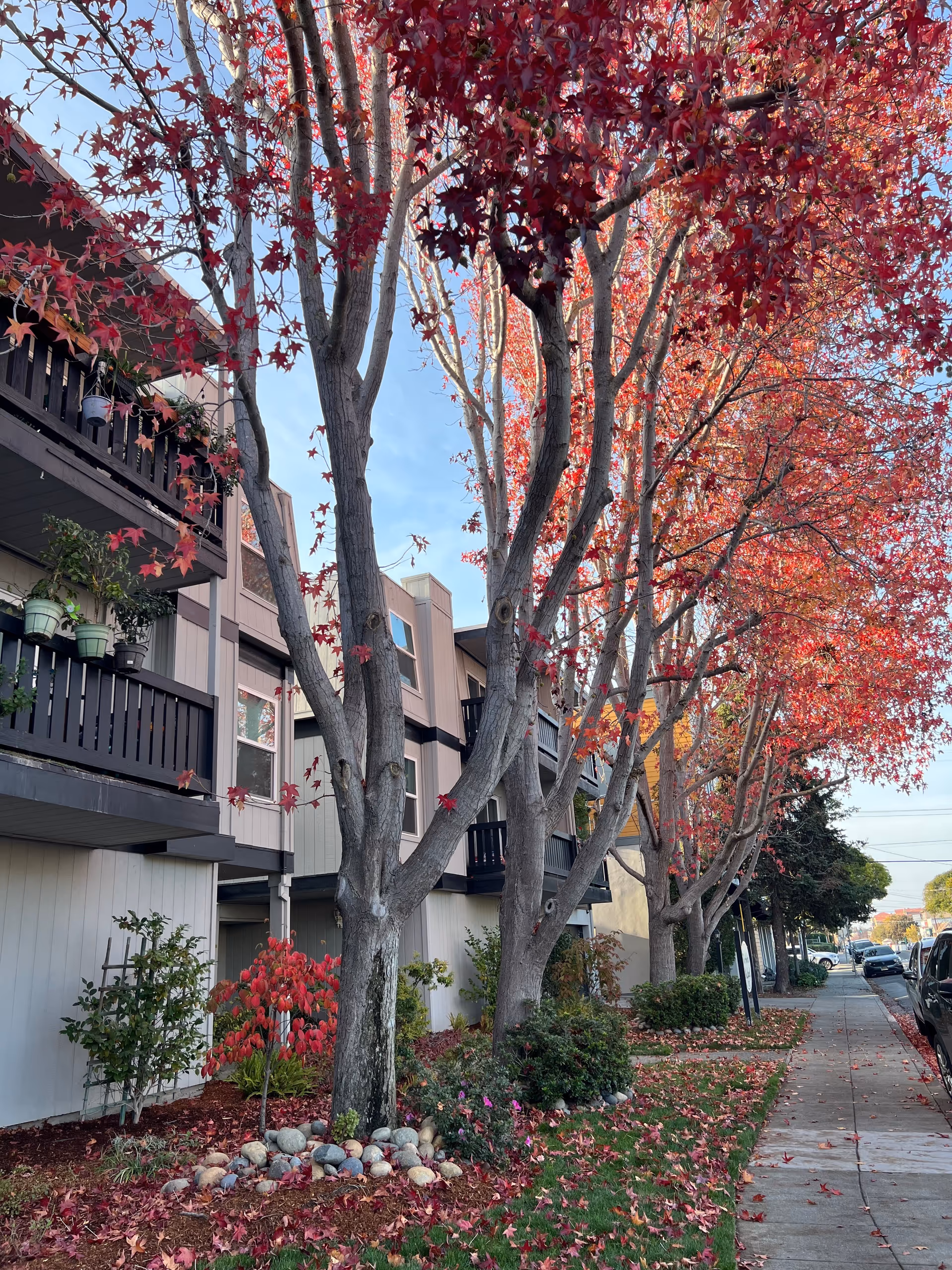 Exterior view of a multi-story senior living building with red autumn trees along the sidewalk.