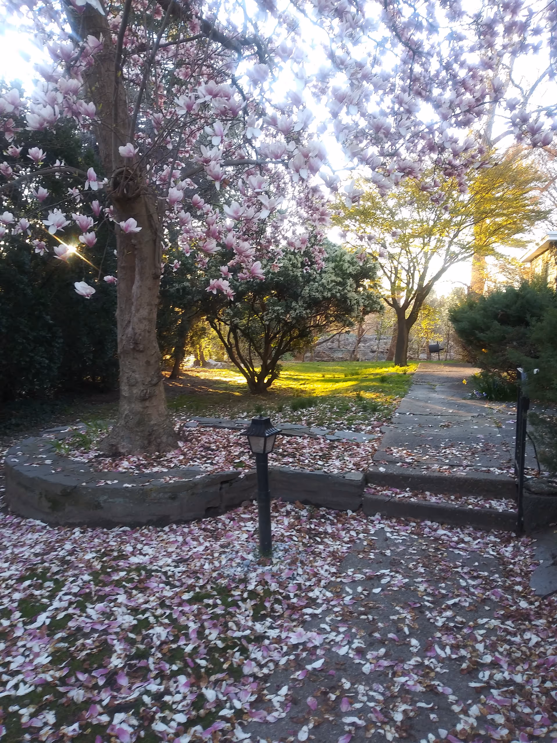 Outdoor garden with blooming pink blossoms, scattered petals, and a stone pathway.