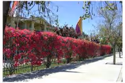 Front exterior of Abbey Road Villa with a pink flowering hedge along the sidewalk.