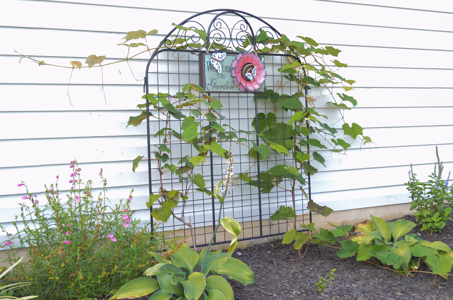 Vines climb a decorative metal trellis mounted on the white exterior wall of a building, with flowering plants and mulch in a small garden bed.
