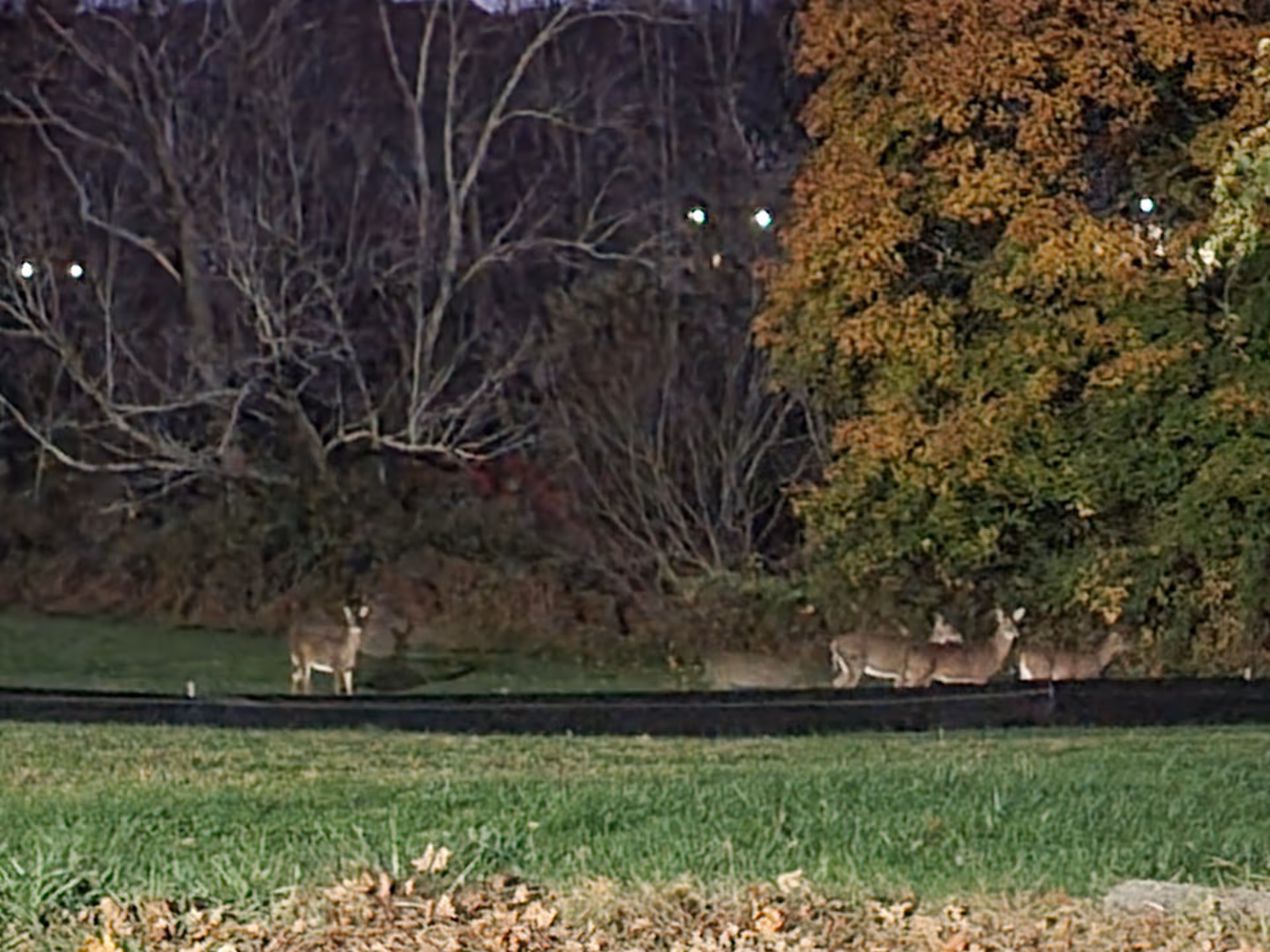 Deer stand on a grassy area beside trees at night near a facility's outer grounds.
