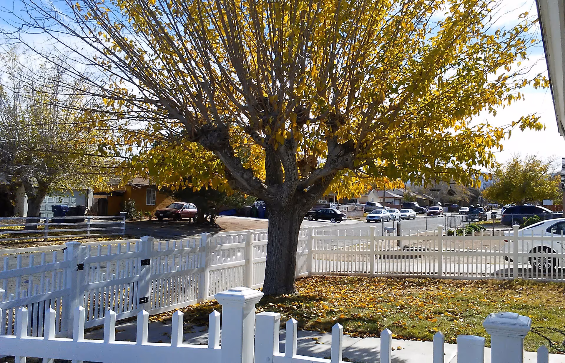 Exterior view of a white picket fence yard with a large tree and fallen leaves.