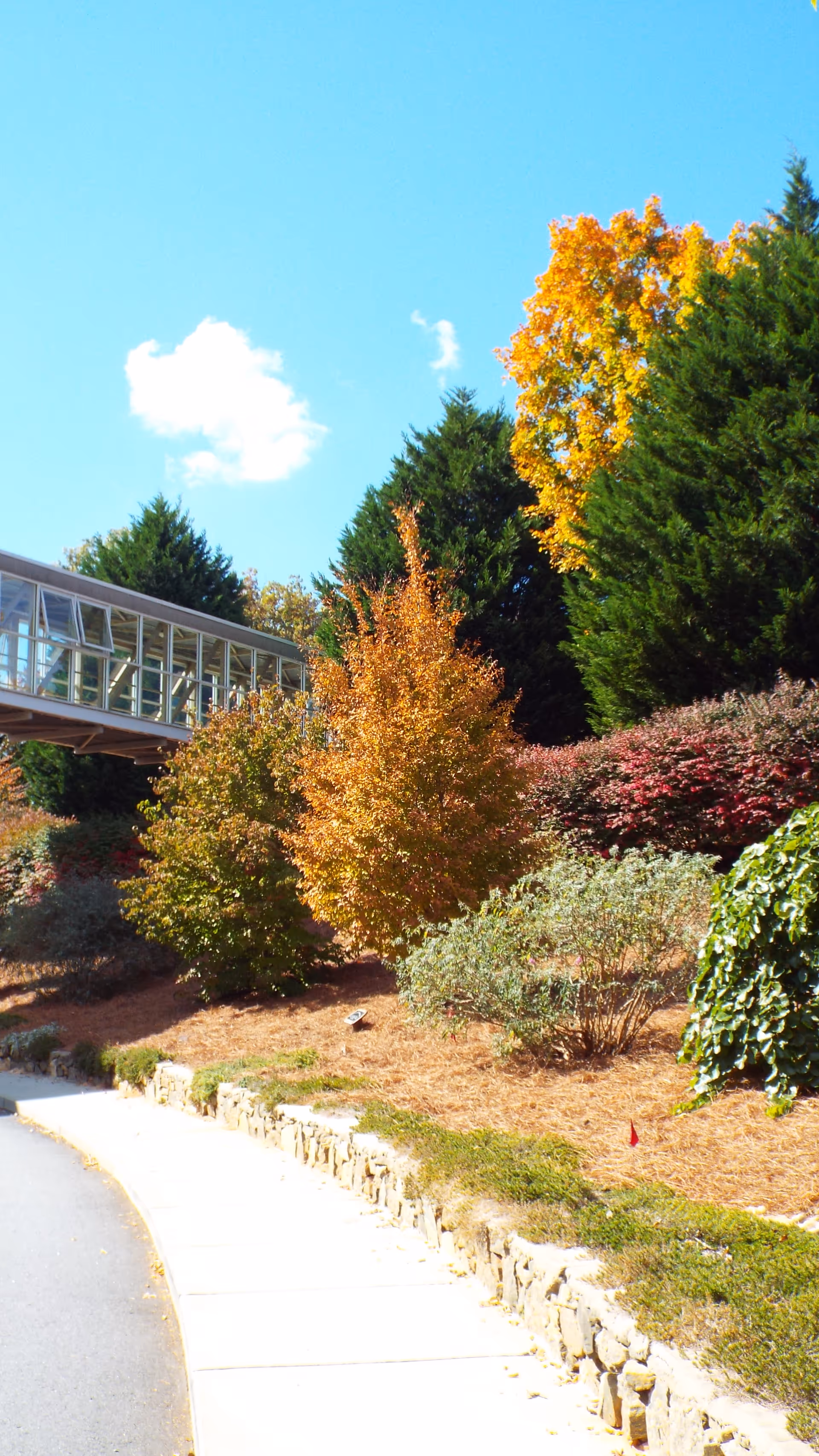 Sunlit exterior of Carolina Village with a glass walkway, colorful autumn shrubs, and a curved sidewalk.