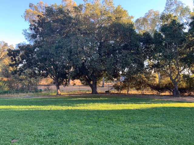Spacious grassy lawn with large trees and a distant fence in the background.