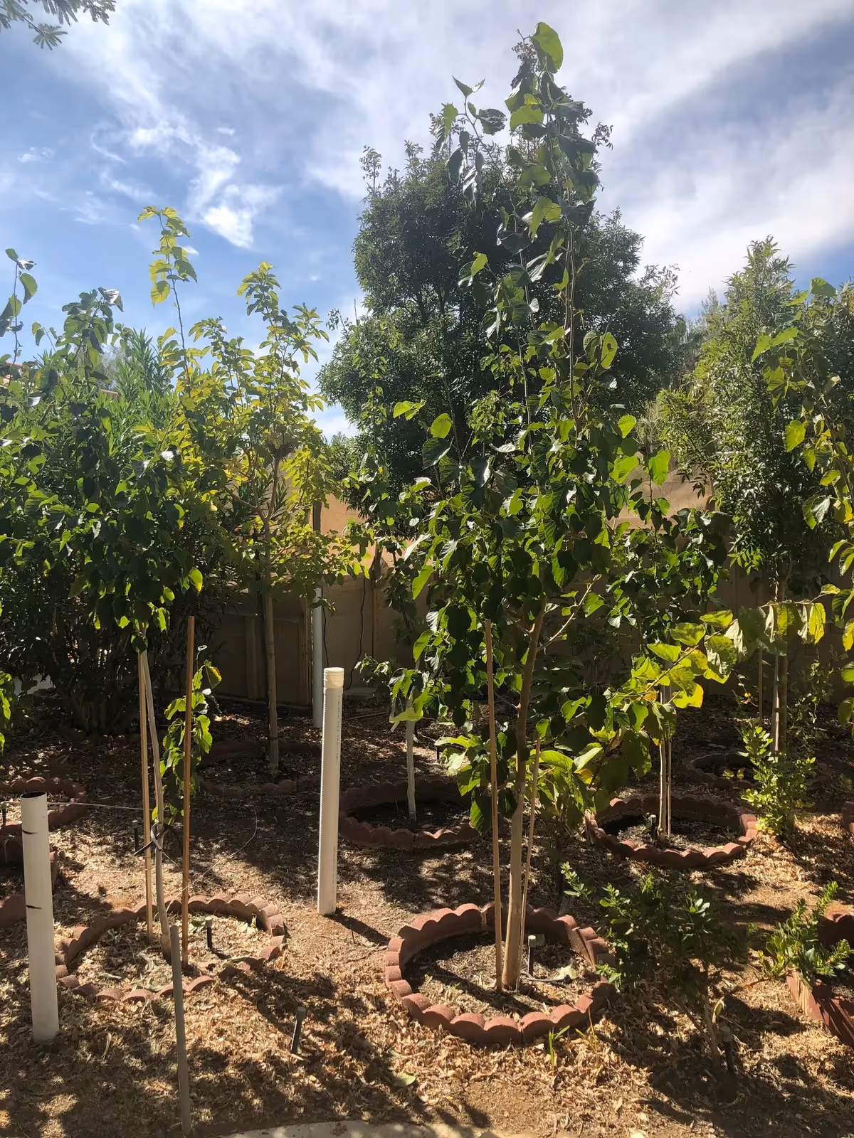 Outdoor garden with young trees in circular brick-edged beds under blue sky.