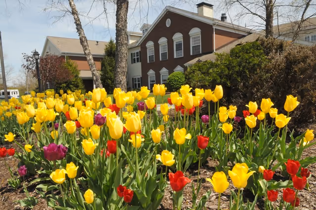 A colorful bed of yellow, red, and purple tulips planted in front of a brick residential building on a sunny day.