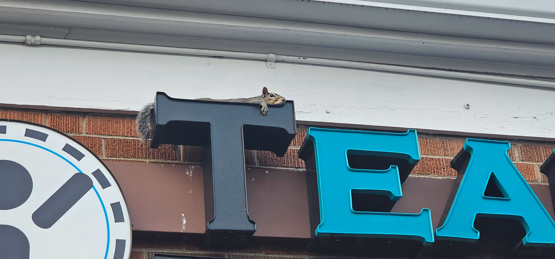 Squirrel perches on top of a large turquoise T sign on building front.