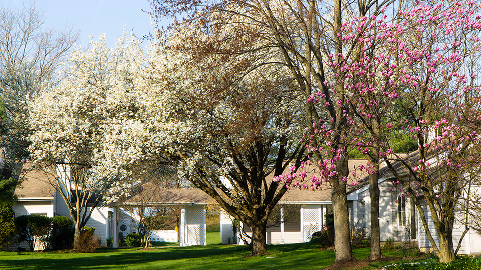 White cottage-style buildings set among green lawns with large trees blossoming white and pink flowers under a clear sky.