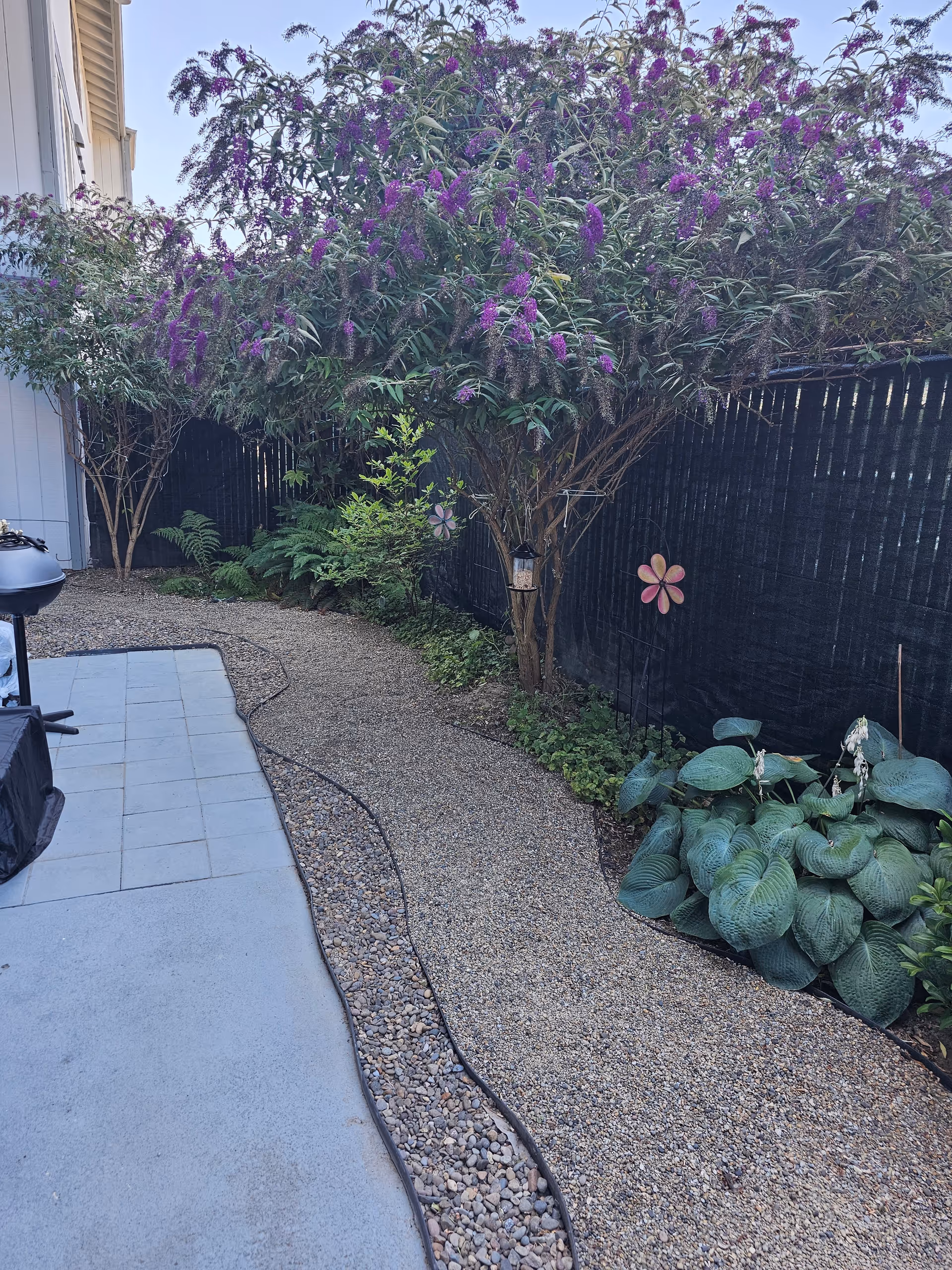 Residential backyard patio with gravel path, flowering shrubs, and a grill beside a black fence.