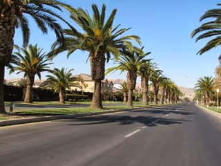 Palm-lined street with houses along a sunny, empty suburban road.