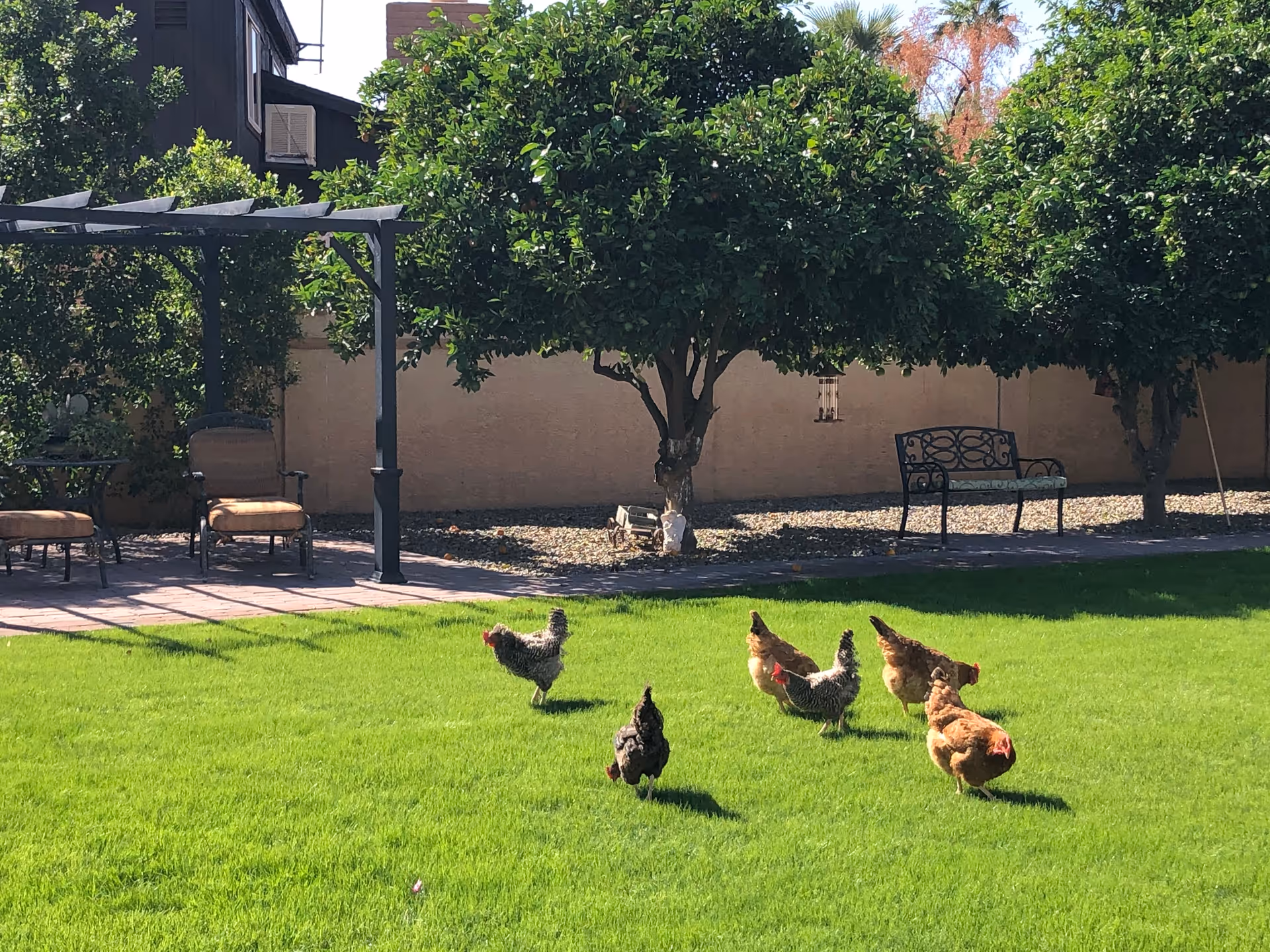 A sunny outdoor garden area with green grass, several chickens walking on the lawn, a pergola with cushioned chairs underneath, trees, and a bench near a beige wall in the background.
